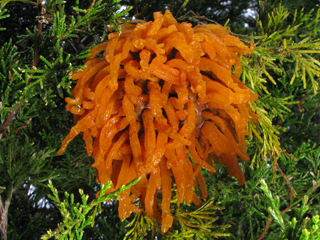 Juniperus virginiana var. virginiana (Eastern redcedar)