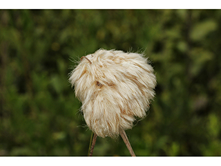 Eriophorum virginicum (Tawny cottongrass)