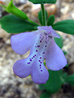 Clinopodium dentatum (Florida calamint)