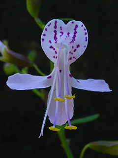 Dicerandra linearifolia var. linearifolia (Coastal plain balm)