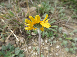 Tetraneuris scaposa var. argyrocaulon (Stemmy four-nerve daisy)