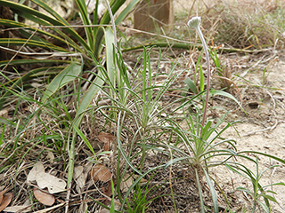 Tetraneuris scaposa var. linearis (Stemmy four-nerve daisy)