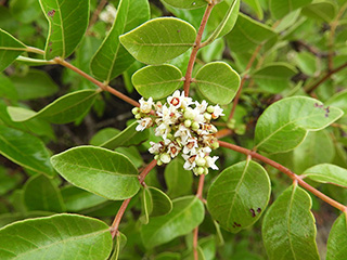 Rhus virens var. virens (Evergreen sumac)