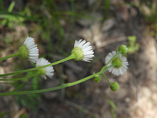 Erigeron strigosus var. beyrichii (Beyrich's fleabane)