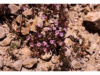 Tiquilia gossypina (Texas crinklemat)