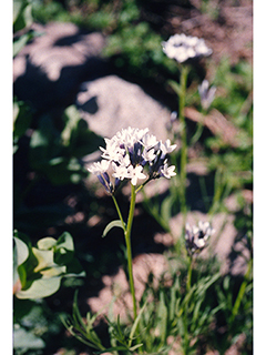 Amsonia palmeri (Palmer's bluestar)