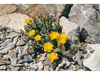 Opuntia polyacantha var. arenaria (El paso pricklypear)