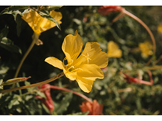 Oenothera organensis (Organ mountain evening primrose)