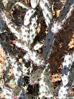 Cylindropuntia acanthocarpa (Buck-horn cholla)