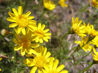 Thymophylla aurea (Manyawn pricklyleaf)