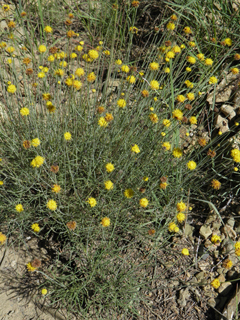 Thelesperma longipes (Longstalk greenthread)