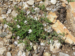 Thelypodiopsis vaseyi (Las vegas tumblemustard)