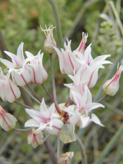 Allium macropetalum (Largeflower onion)