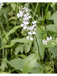 Iodanthus pinnatifidus (Purplerocket)