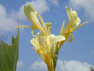 Canna glauca (Water canna)