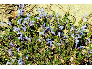 Penstemon crandallii (Crandall's penstemon)