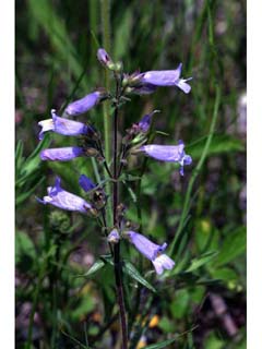 Penstemon gracilis (Lilac penstemon)