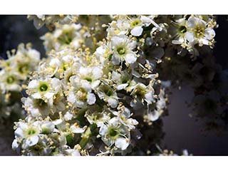 Adenostoma fasciculatum (Chamise)