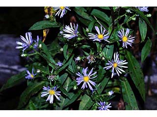 Symphyotrichum novi-belgii var. novi-belgii (New york aster)