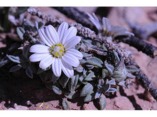 Townsendia jonesii (Jones' townsend daisy)