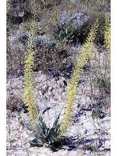 Stanleya pinnata var. integrifolia (Golden princesplume)