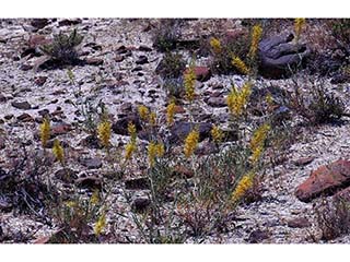 Stanleya pinnata var. pinnata (Desert princesplume)