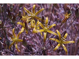 Triteleia ixioides ssp. ixioides (Golden brodiaea)