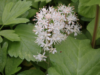 Tiarella cordifolia var. cordifolia (Mountan foamflower)