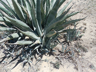 Agave parryi (Parry's agave)