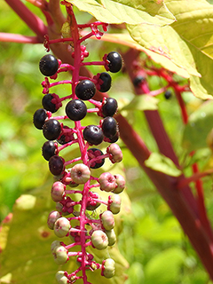 Phytolacca americana var. americana (American pokeweed)