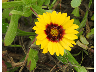 Gaillardia pulchella var. picta (Indian blanket)