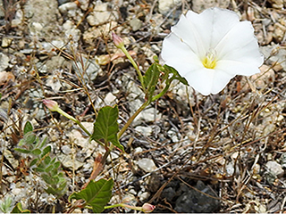 Calystegia sepium ssp. angulata (Hedge false bindweed)