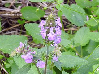 Stachys drummondii (Drummond's hedgenettle)