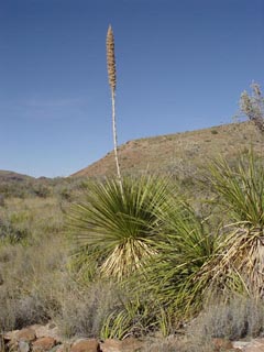 Dasylirion leiophyllum (Green sotol)