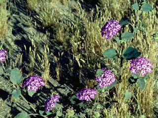 Abronia maritima (Red sand verbena)