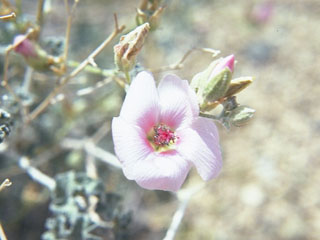 Eremalche parryi ssp. parryi (Parry's mallow)