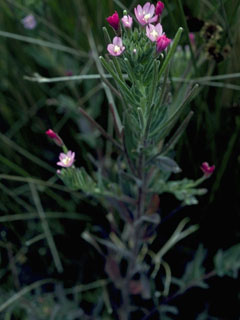 Epilobium ciliatum ssp. ciliatum (Fringed willowherb)