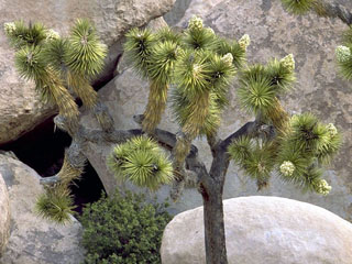 Yucca brevifolia (Joshua tree)