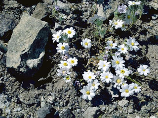 Antheropeas lanosum (White easterbonnets)