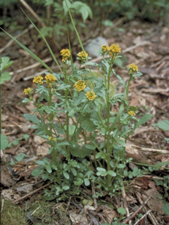 Barbarea orthoceras (American yellowrocket)