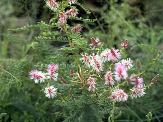 Mimosa dysocarpa (Velvetpod mimosa)