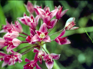 Allium peninsulare (Mexicali onion)