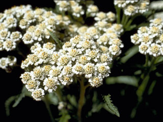 Achillea sibirica (Siberian yarrow)