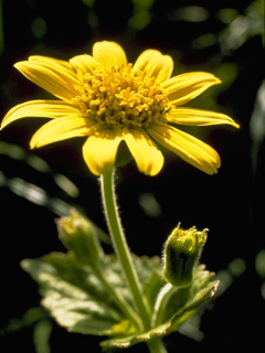 Arnica amplexicaulis (Clasping arnica)