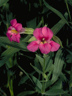 Penstemon spectabilis (Showy penstemon)