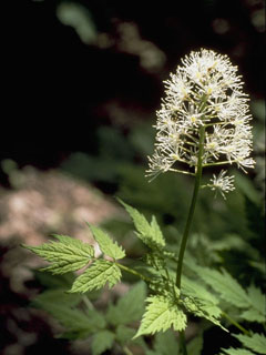 Actaea rubra ssp. arguta (Red baneberry)