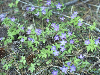 Anemone oregana (Blue windflower)