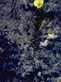 Gratiola aurea (Golden hedgehyssop)