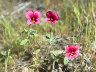 Mimulus kelloggii (Kellogg's monkeyflower)