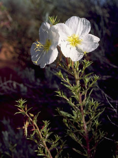 Oenothera coronopifolia (Crownleaf evening-primrose)